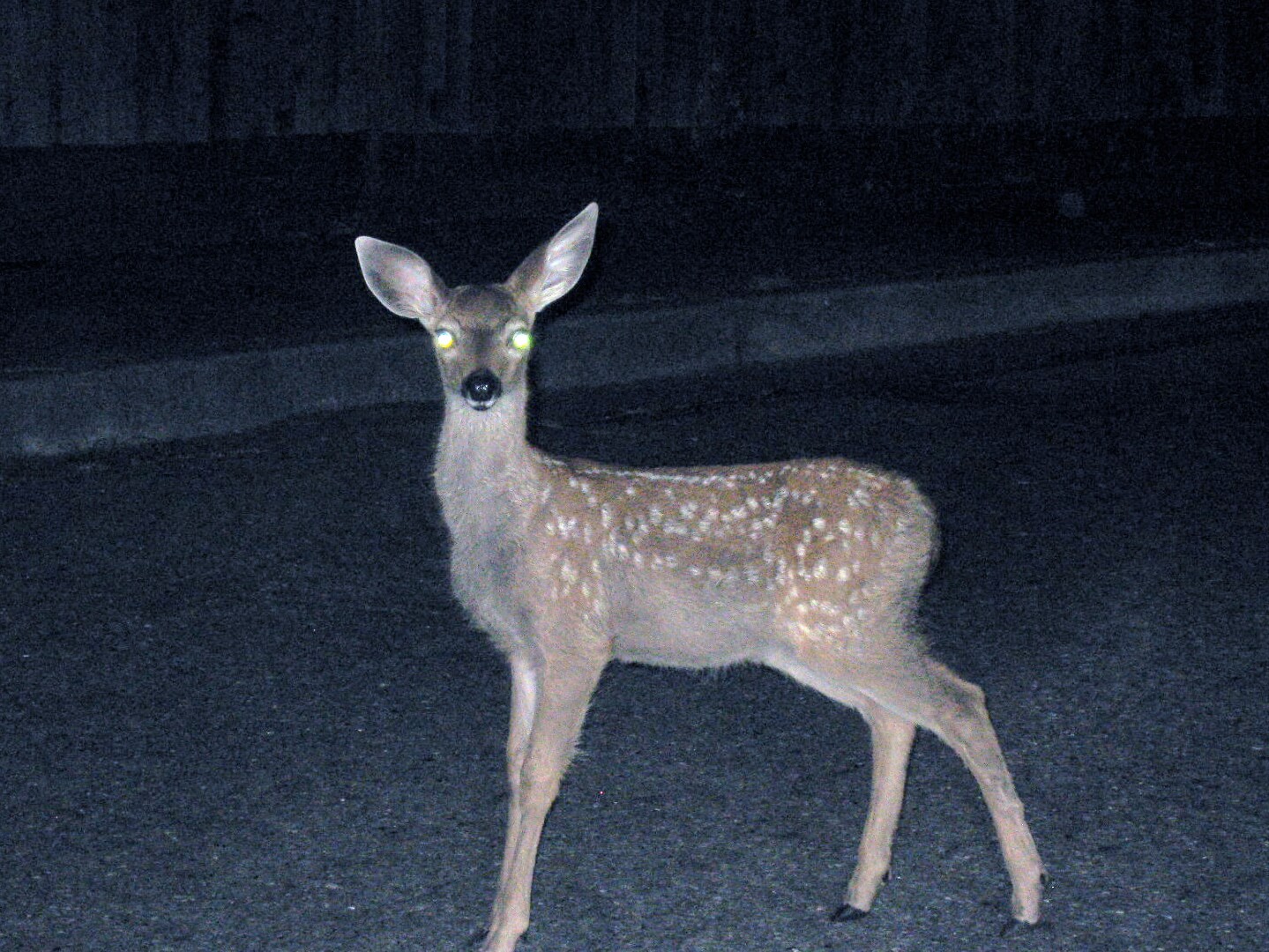 Deer_staring_into_headlights(1)